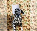 Small Photo #4 Dalmatian Puppy For Sale in INDIANAPOLIS, IN, USA