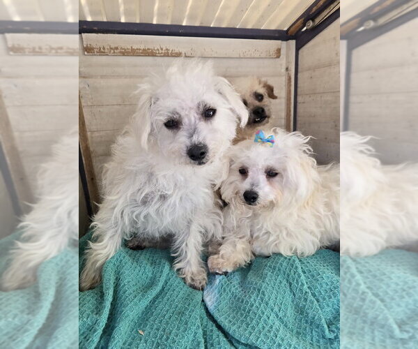 Medium Photo #2 Poodle (Miniature)-Unknown Mix Puppy For Sale in Pacifica, CA, USA