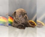 Small Photo #35 Faux Frenchbo Bulldog Puppy For Sale in HOODSPORT, WA, USA