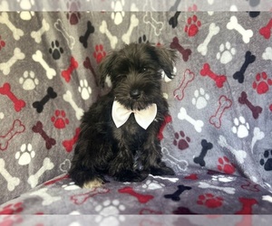 Schnauzer (Miniature) Puppy for sale in LAKELAND, FL, USA