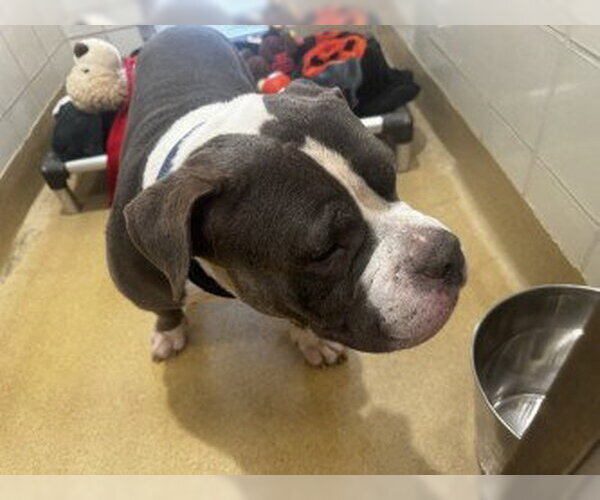 Medium Photo #1 American Pit Bull Terrier Puppy For Sale in Derwood, MD, USA