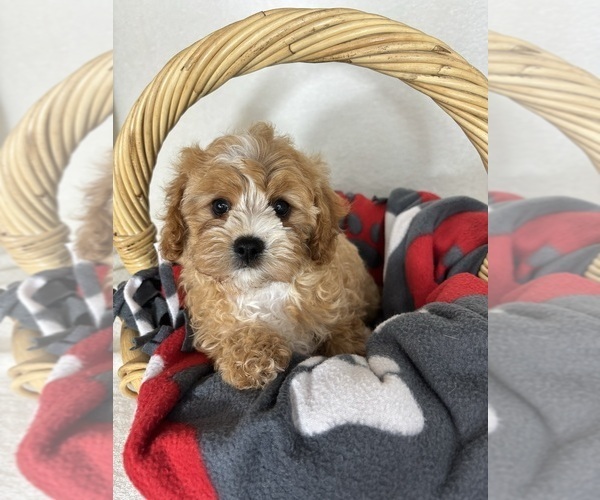Medium Photo #1 Cavapoo mix (+ Poodle Miniature) Puppy For Sale in GREENFIELD, IN, USA