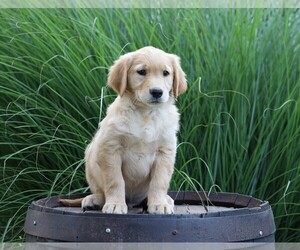 Golden Retriever Puppy for sale in FREDERICKSBG, OH, USA
