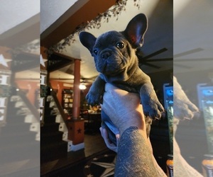 French Bulldog Puppy for sale in STERLING, IL, USA