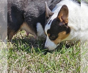 Mother of the Pembroke Welsh Corgi puppies born on 03/07/2025