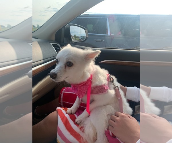 Medium Photo #19 American Eskimo Dog Puppy For Sale in Pikesville, MD, USA