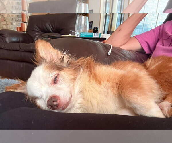 Medium Photo #15 Chihuahua-Unknown Mix Puppy For Sale in Boonton, NJ, USA