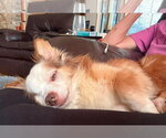 Small #14 Chihuahua Mix