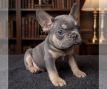 Small Photo #5 French Bulldog Puppy For Sale in RENTON, WA, USA