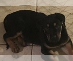 Small Photo #6 Shepweiller Puppy For Sale in ORLANDO, FL, USA
