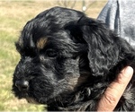Puppy 1 Aussiedoodle Miniature 