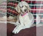 Small Photo #1 Poodle (Standard) Puppy For Sale in SEAMAN, OH, USA