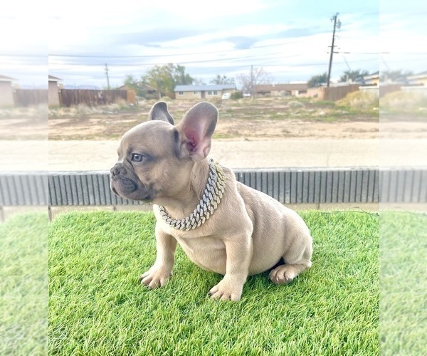 Medium Photo #10 French Bulldog Puppy For Sale in NEWPORT BEACH, CA, USA