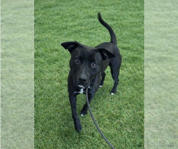 Medium Photo #2 Staffordshire Bull Terrier-Unknown Mix Puppy For Sale in La Verne, CA, USA