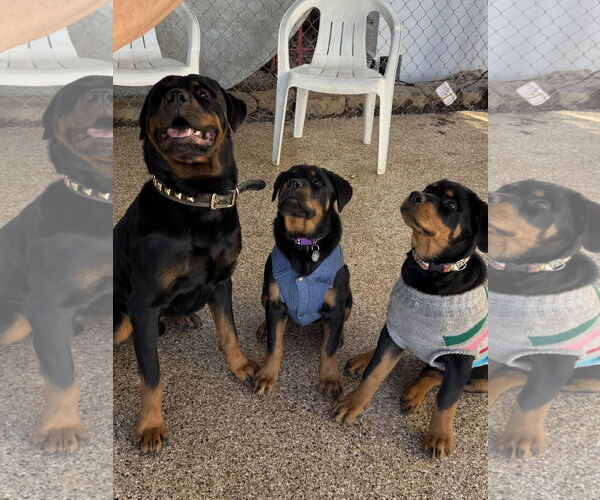 Medium Photo #5 Rottweiler Puppy For Sale in Mooresville, NC, USA