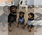 Small #4 Rottweiler
