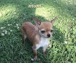 Small Photo #1 Chorkie-Yorkshire Terrier Mix Puppy For Sale in PARMA, ID, USA