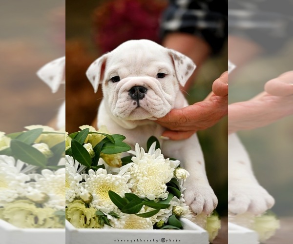 Medium Photo #4 English Bulldog Puppy For Sale in Balakliya, Kharkiv, Ukraine