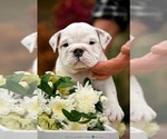 Small #3 English Bulldog