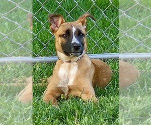 American Bulldog-Unknown Mix Dogs for adoption in Fenton, MO, USA