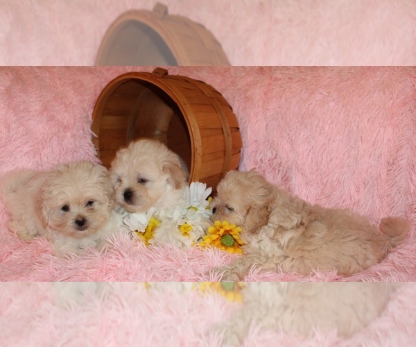 Medium Photo #5 Pekingese-Poodle (Toy) Mix Puppy For Sale in KING, NC, USA