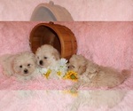 Small #4 Pekingese-Poodle (Toy) Mix