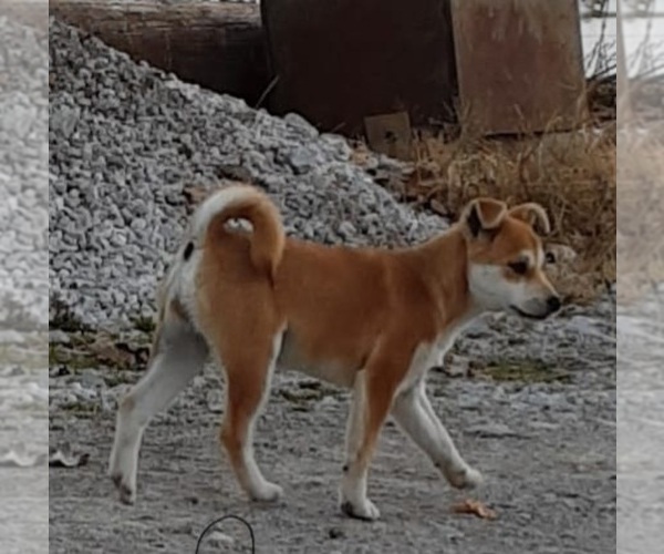 Medium Photo #1 Shiba Inu Puppy For Sale in GOSHEN, IN, USA