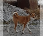 Small Photo #1 Shiba Inu Puppy For Sale in GOSHEN, IN, USA
