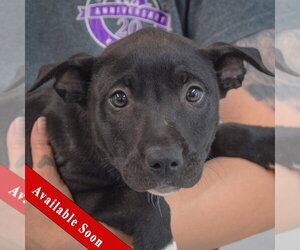 American Staffordshire Terrier-Unknown Mix Dogs for adoption in Huntley, IL, USA