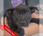 Small American Staffordshire Terrier Mix
