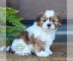 Small #2 Shih Tzu