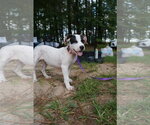 Small Photo #3 American Staffordshire Terrier-Unknown Mix Puppy For Sale in Holly Springs, NC, USA
