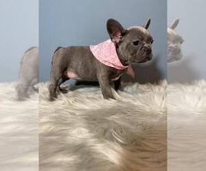 French Bulldog Puppy for sale in BOSTON, MA, USA