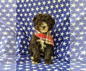 Old English Sheepdog-Poodle (Miniature) Mix Puppy for sale in GLEN ROCK, PA, USA