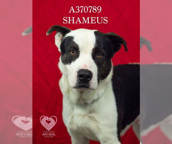 Medium Photo #2 Border Collie-Unknown Mix Puppy For Sale in Stockton, CA, USA