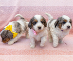 Small Photo #7 Bernedoodle (Miniature) Puppy For Sale in ROY, UT, USA