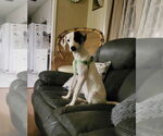 Small #3 Mutt