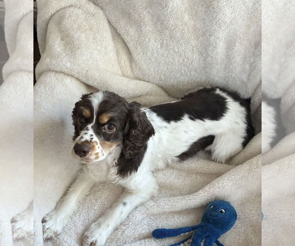 Medium Photo #3 Cocker Spaniel Puppy For Sale in St. Louis Park, MN, USA