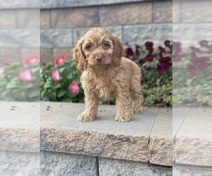 Cockapoo Puppy for sale in CANOGA, NY, USA