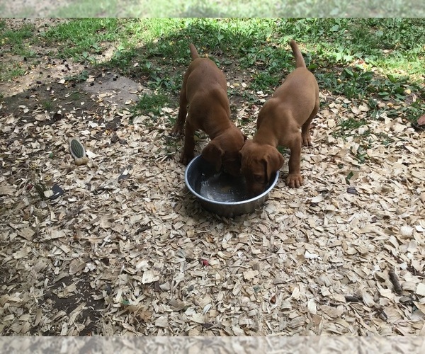Medium Photo #1 Hungarian Pointer Puppy For Sale in HILLSBORO, OH, USA
