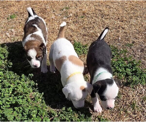 Medium Photo #7 Australian Shepherd-Unknown Mix Puppy For Sale in OKLAHOMA CITY, OK, USA