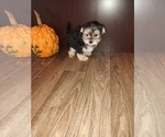 Small Photo #10 Morkie Puppy For Sale in LAPEER, MI, USA