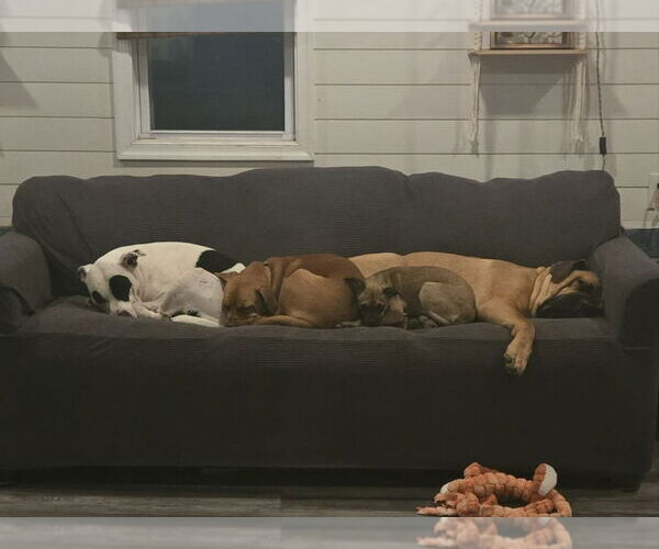 Medium Photo #3 Boxweiler Puppy For Sale in Pottstown, PA, USA