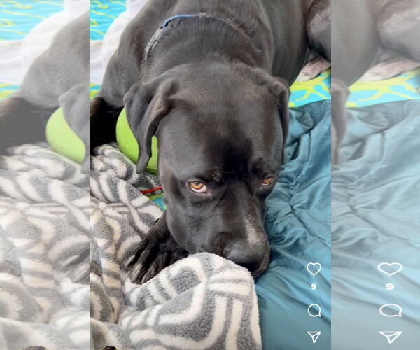 Medium Photo #12 Mastiff Puppy For Sale in Goodyear, AZ, USA