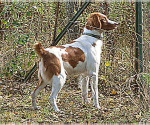 Brittany Puppy for Sale in BLOSSBURG, Pennsylvania USA