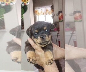 Rottweiler Puppy for sale in RESEDA, CA, USA
