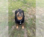 Small #1 Rottweiler