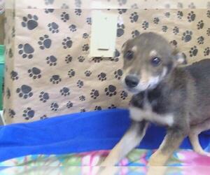 Gerberian Shepsky Dogs for adoption in Sacramento, CA, USA