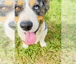 Small #2 Cardigan Welsh Corgi Mix