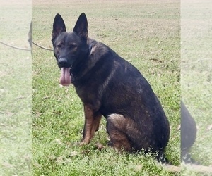 German Shepherd Dog Puppy for sale in PURVIS, MS, USA